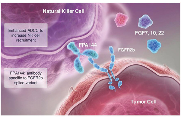 FGFR2b高表达胃食管腺癌 Bemarituzumab联合化疗一线治疗值得研究