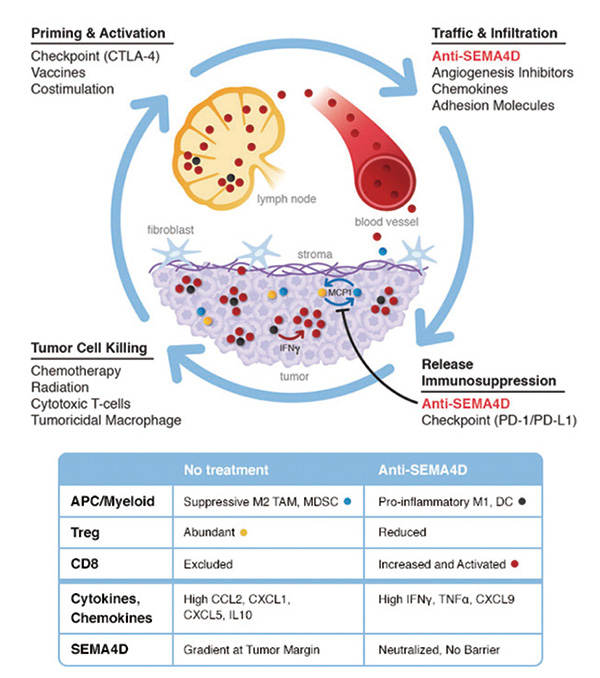 后线治疗晚期NSCLC Pepinemab联合Avelumab有较高疾病控制率