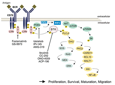 R/R CLL Acalabrutinib单药对比I-R/B-R方案改善PFS